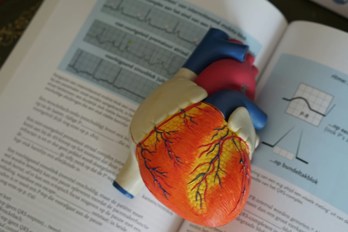 Colorful anatomical heart model displayed on an open medical textbook